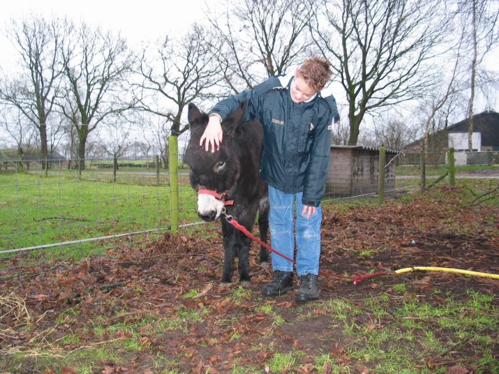 Kerstwandeling 2003: bijna record aantal deelnemers