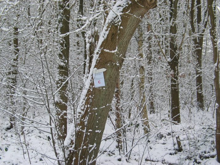 Kerstwandeling 2005
