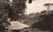 Bakendijk (Wd060)