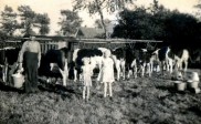 Melken in de jaren 50