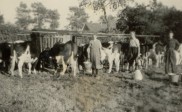 Melken in de jaren 50 (2)