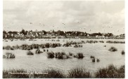 Meeuwenkolonie