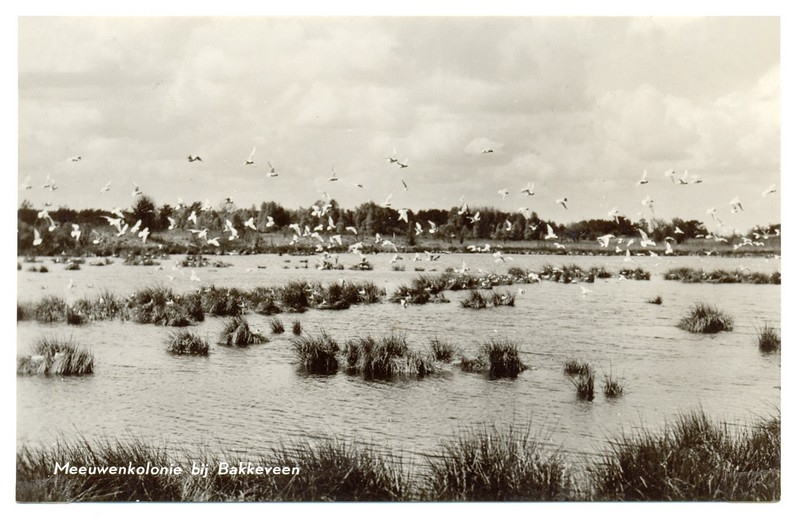 Meeuwenkolonie