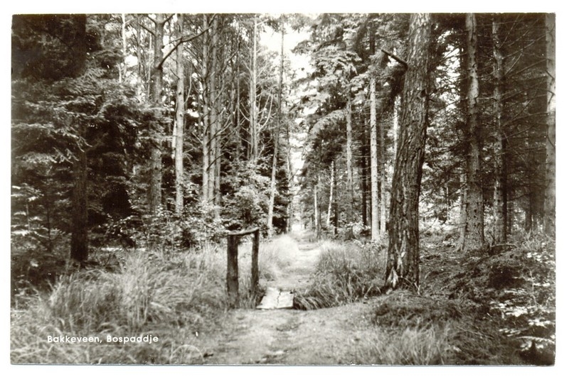 Bospaadje