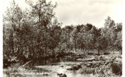 Vennetje in Bos