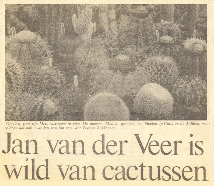 cactussen