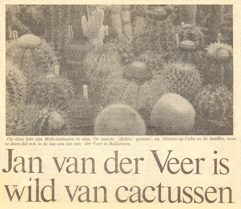 cactussen