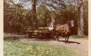 Paard en wagen