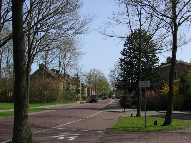 Exotische bomen in Bakkeveen !
