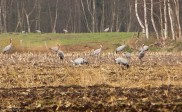 Kraanvogels in de Diepholzer Mooren