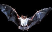Natuerferiening Bakkefean: Vleermuizen