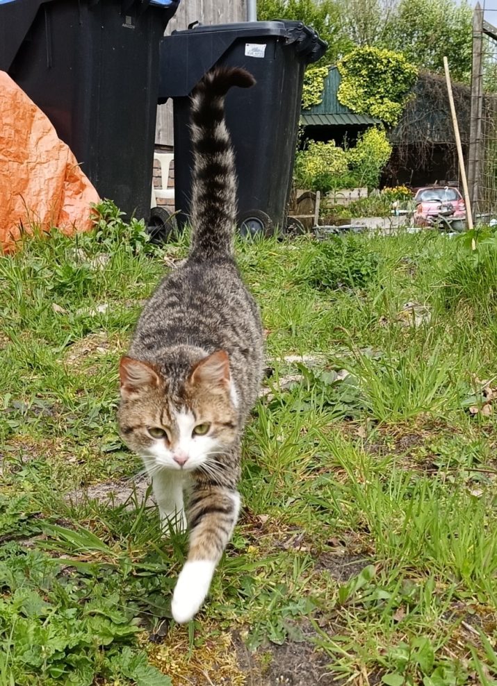 Kater aangetroffen