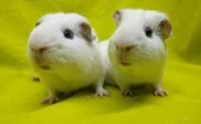 Stichting Cavia: Christmas Station Walk