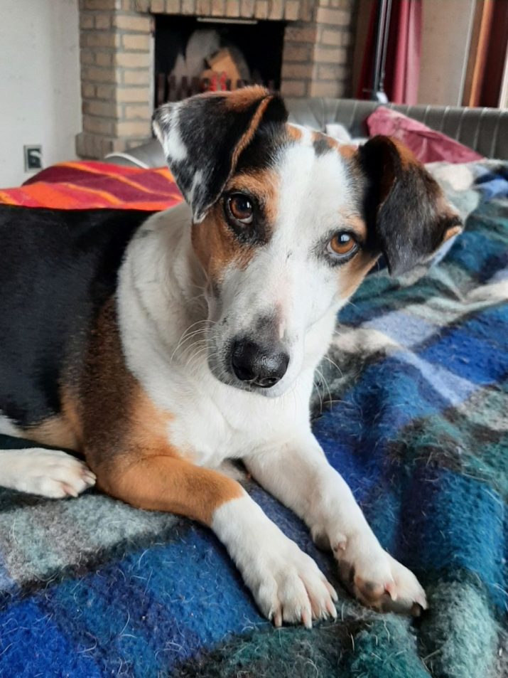 Mops vermist op zandvlakte