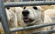 Wolvenprobleem: Maremma's gaan schapen beschermen!