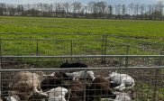 Wolf richt slachting aan