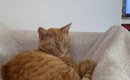 Waar is kater Max?