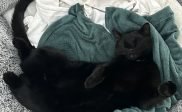 Vermist: zwarte kater Lio