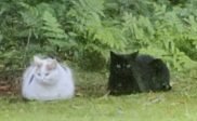 Kater Dodo is zoek....