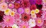 Zaterdag: pluktuin Bloem & Wol geopend