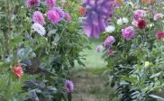 Bloemenpluktuin uur langer geopend