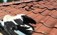 Ooievaar valt op dak