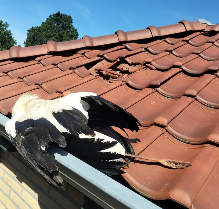 Ooievaar valt op dak