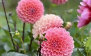 🌸 Morgen = pluktuindag! 🌸