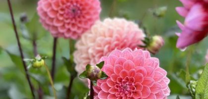🌸 Morgen = pluktuindag! 🌸