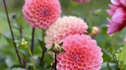🌸 Morgen = pluktuindag! 🌸
