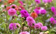 🌸 Morgen = pluktuindag! 🌸
