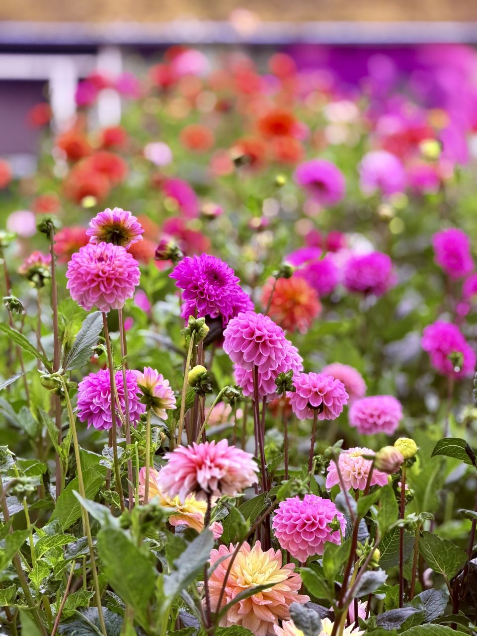 🌸 Morgen = pluktuindag! 🌸