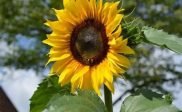 Zonnebloem wedstrijd