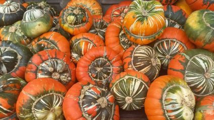 Pompoenmarkt: Pompoenen en herfstgezelligheid