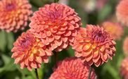 Bloemenpluktuin morgen geopend