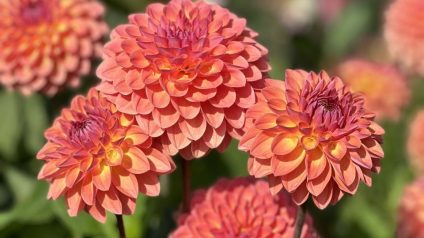 Bloemenpluktuin morgen geopend